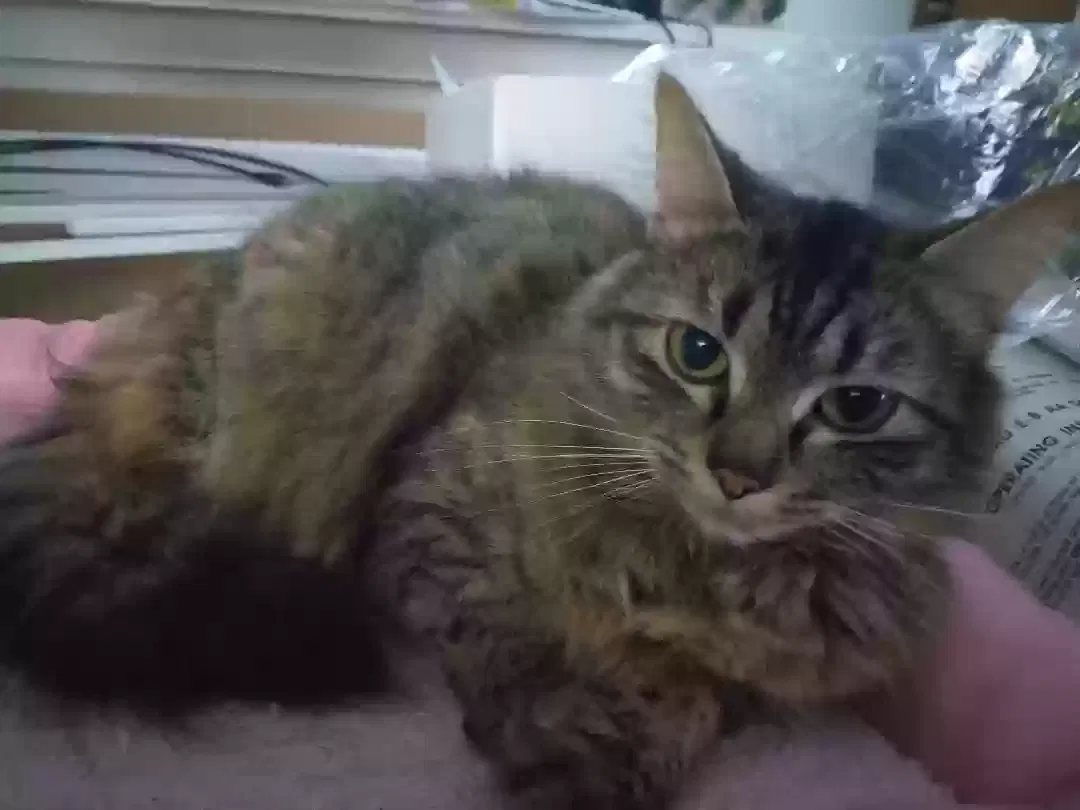 Lost cat in Salem, OR, 97302