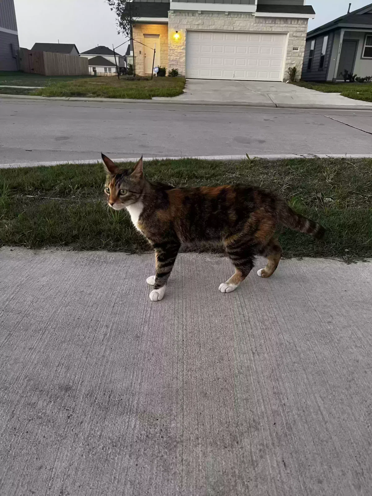 Lost cat in Spring, TX, 77373