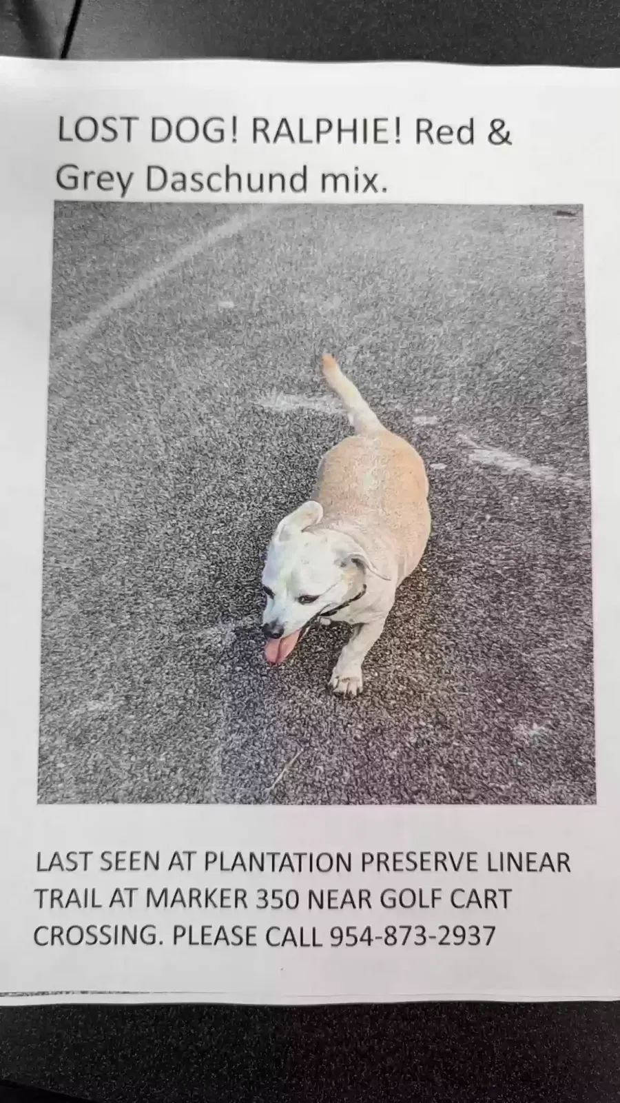 Lost dog in Fort Lauderdale, FL, 33317