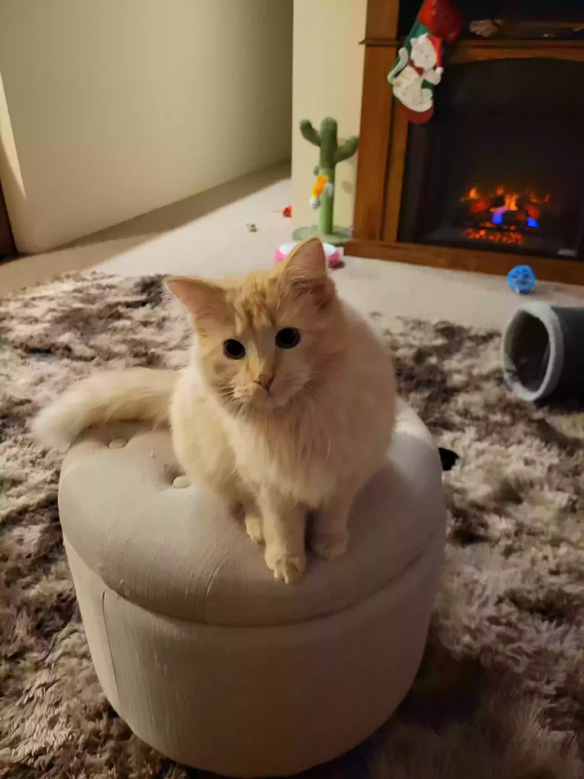 Lost cat in Bonduel, WI, 54107