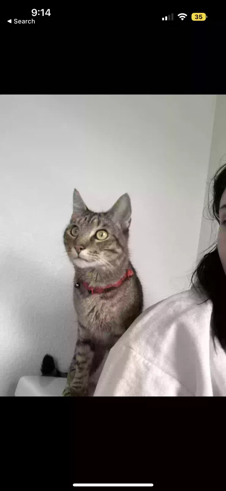 Lost cat in Berthoud, CO, 80513