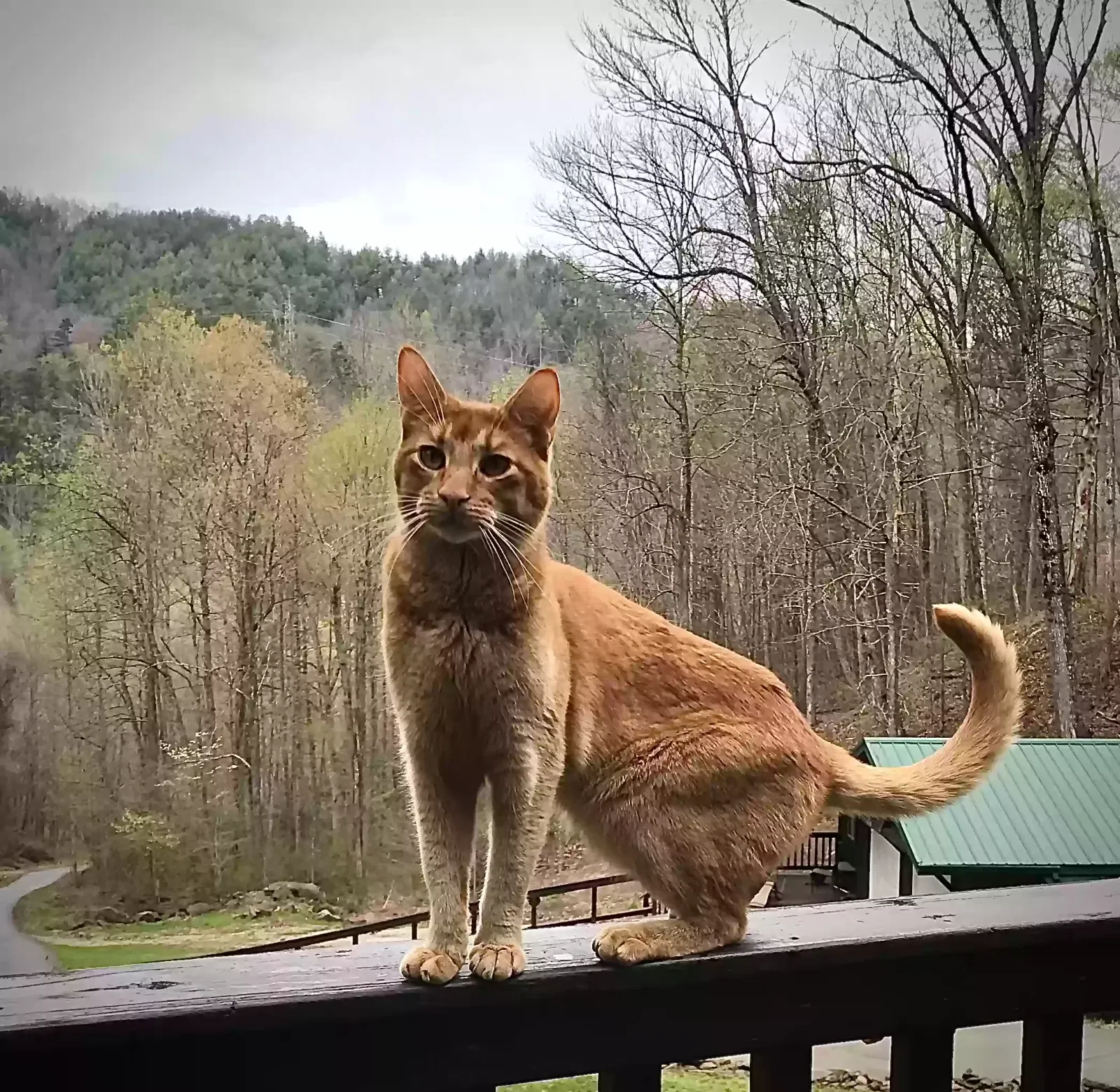 Lost cat in Robbinsville, NC, 28771