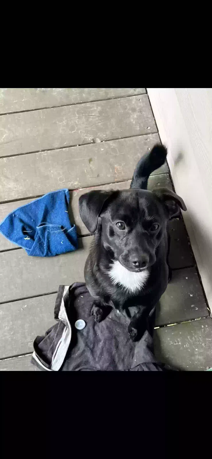 Lost dog in Powder Springs, GA, 30127