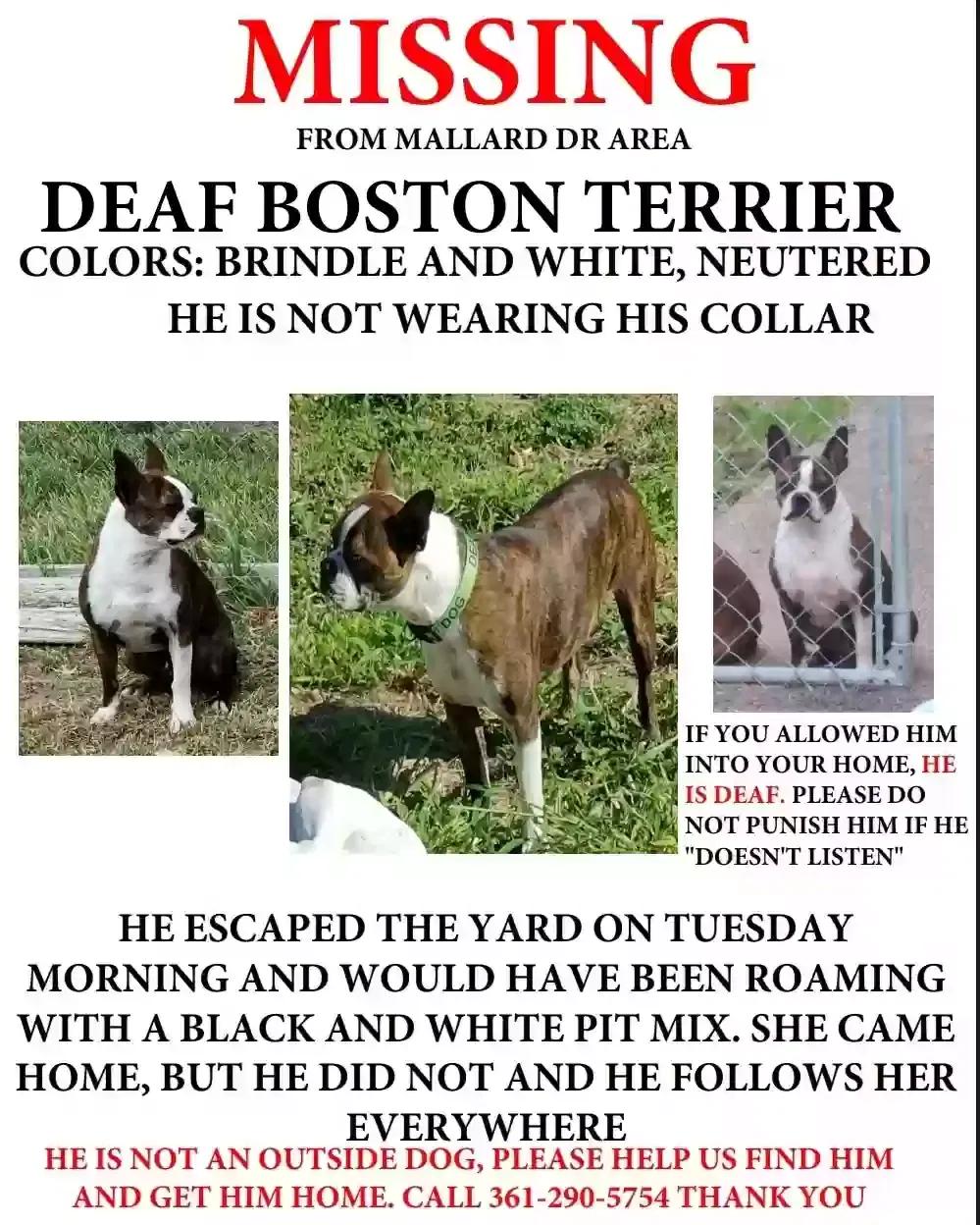 Lost dog in Corpus Christi, TX, 78410