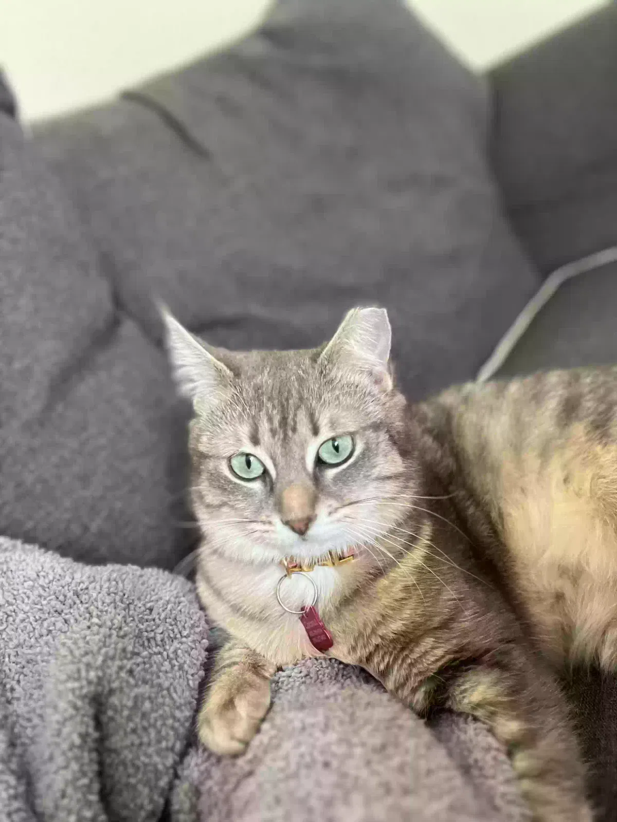 Lost cat in Norfolk, VA, 23503