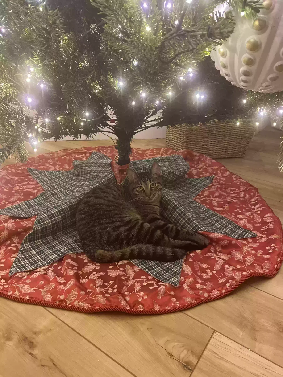 Lost cat in Lady Lake, FL, 32159