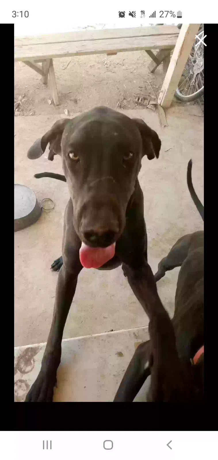 Lost dog in Tucson, AZ, 85741