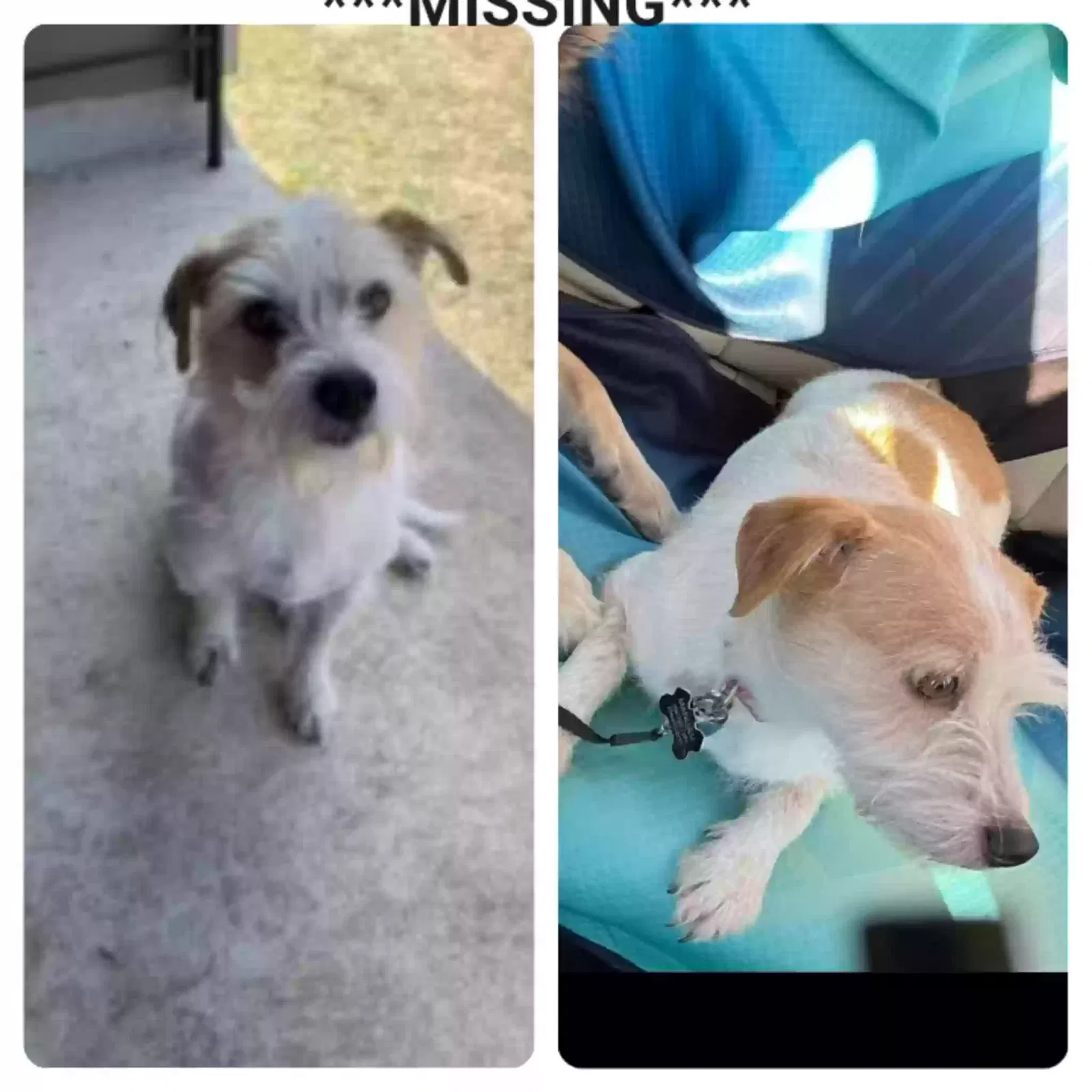 Lost dog in Killeen, TX, 76549