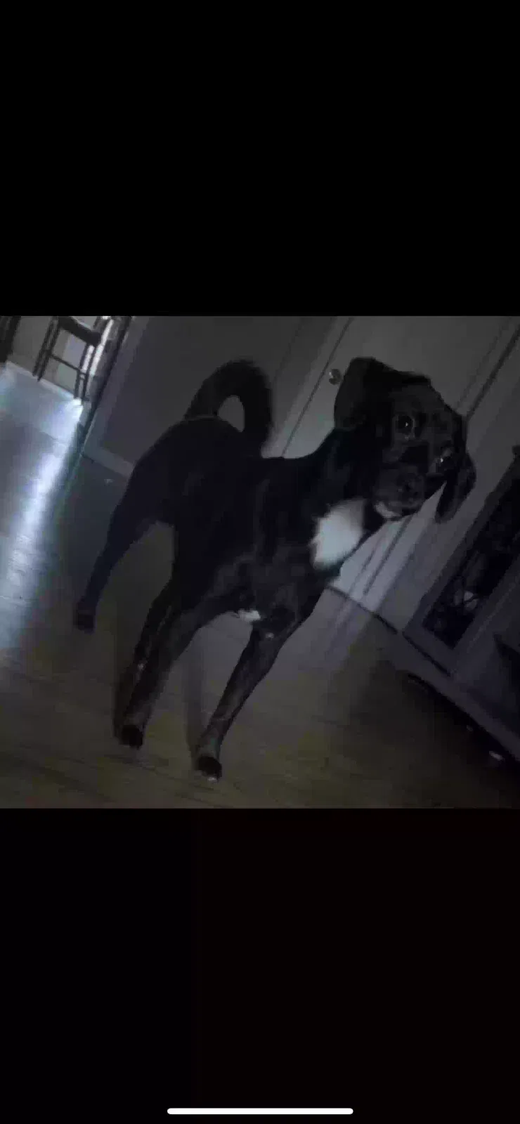 Lost dog in Powder Springs, GA, 30127