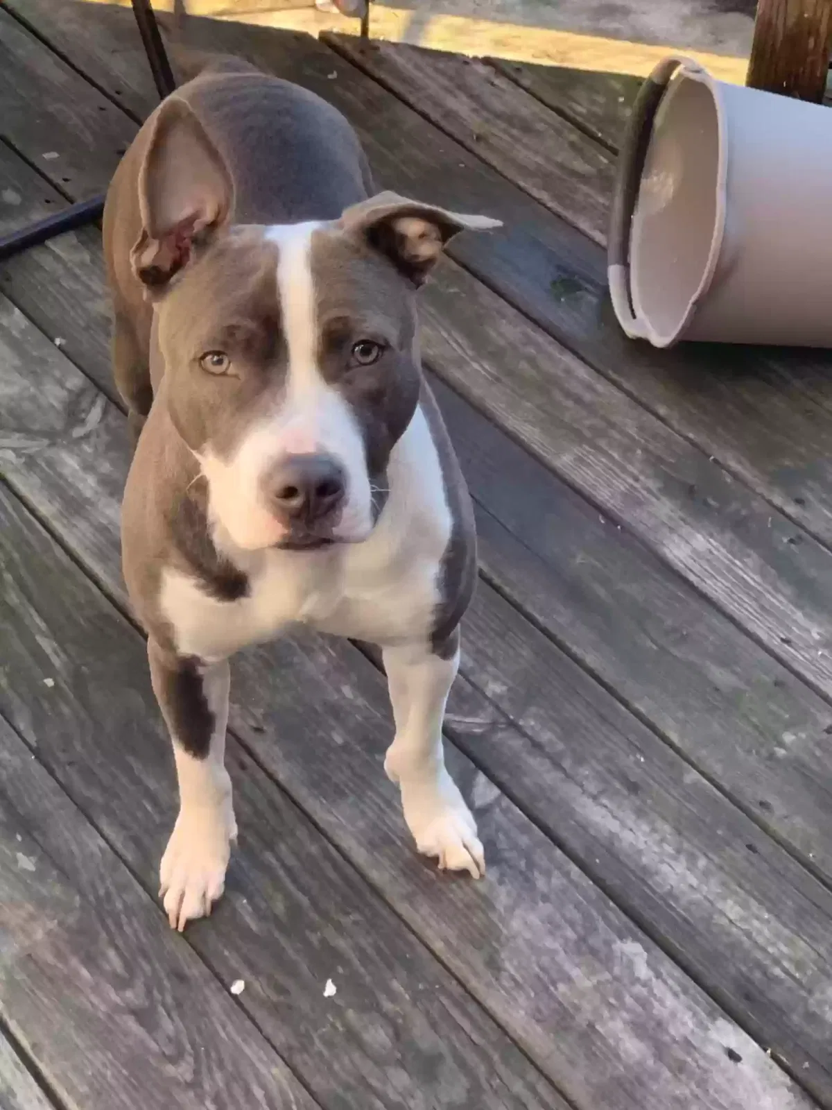 Lost dog in Parkville, MD, 21234