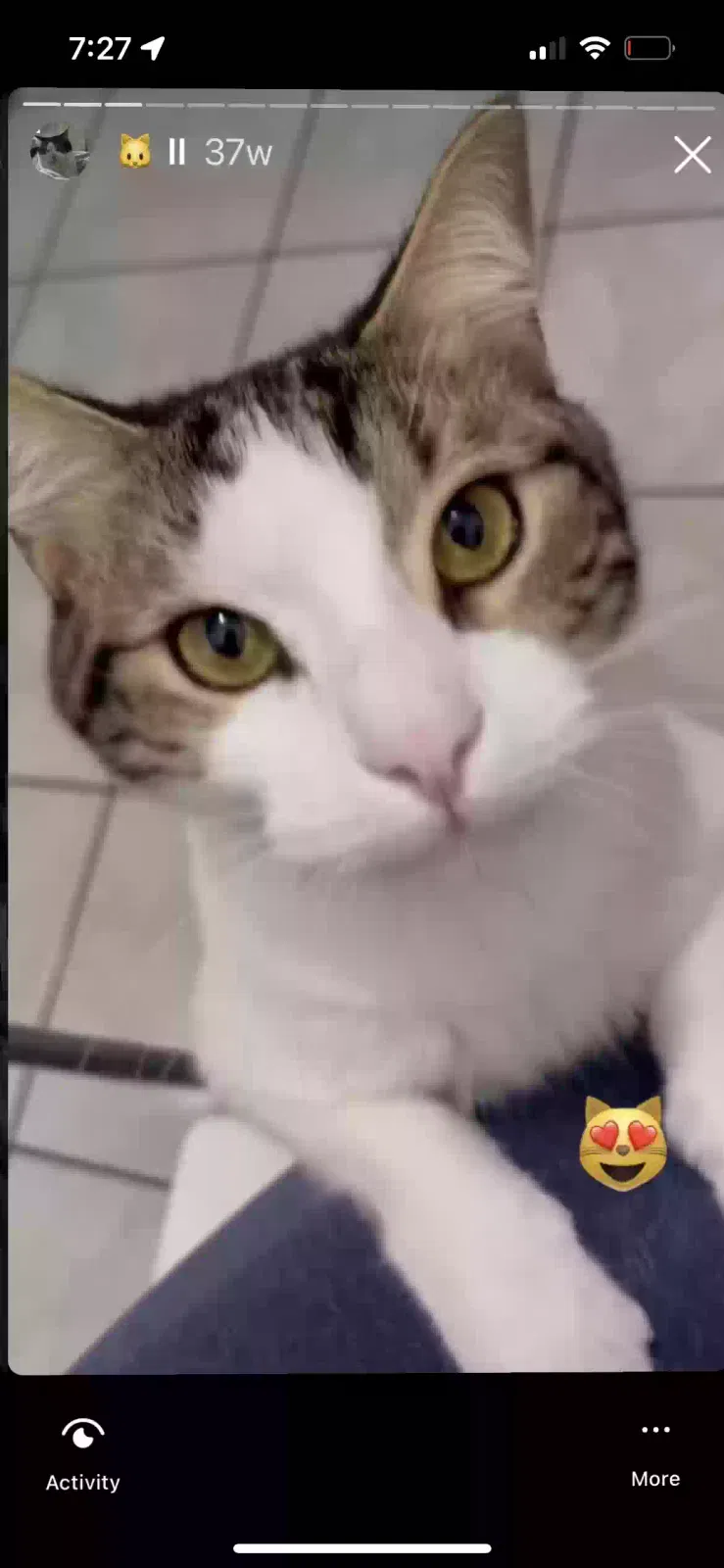 Lost cat in Fort Lauderdale, FL, 33324