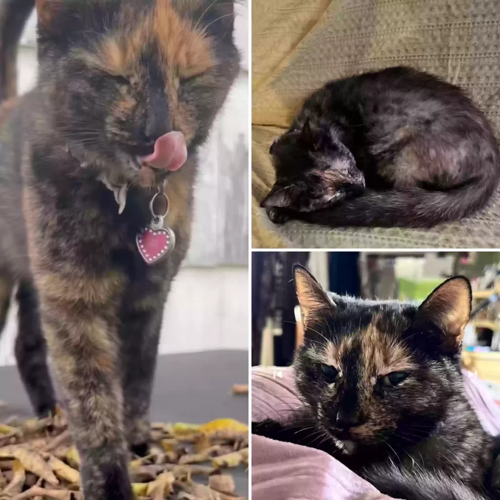 Lost cat in Austin, TX, 78723