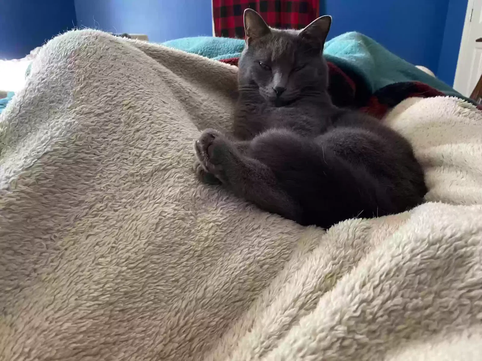 Lost cat in Newport News, VA, 23601