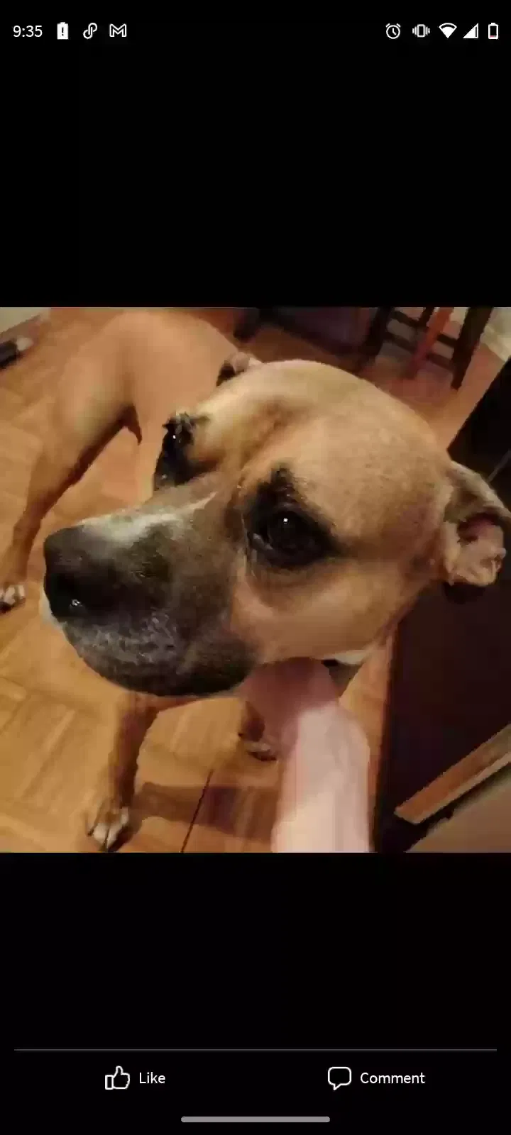 Lost dog in Lawrenceville, GA, 30044