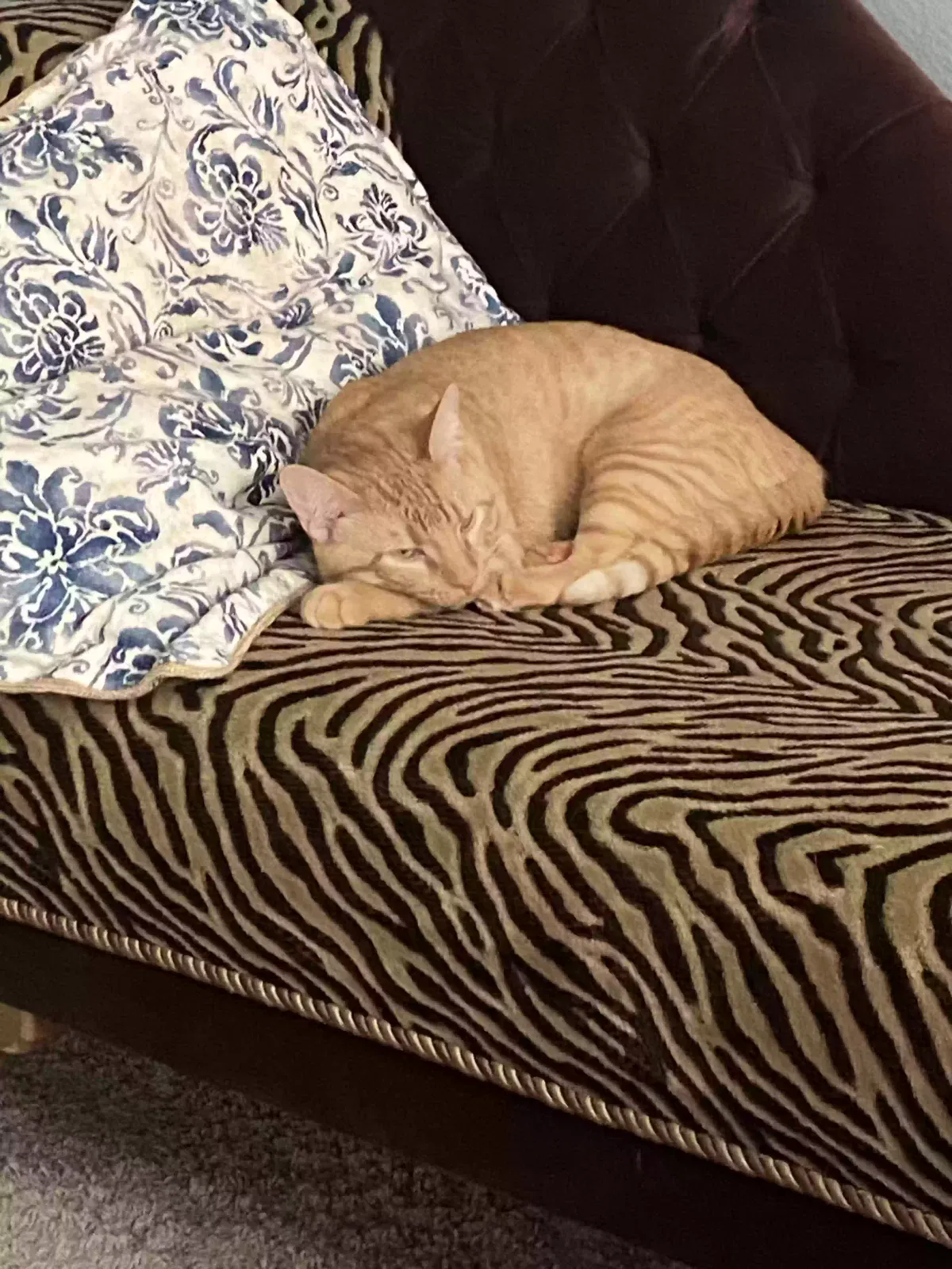 Lost cat in Murrieta, CA, 92563