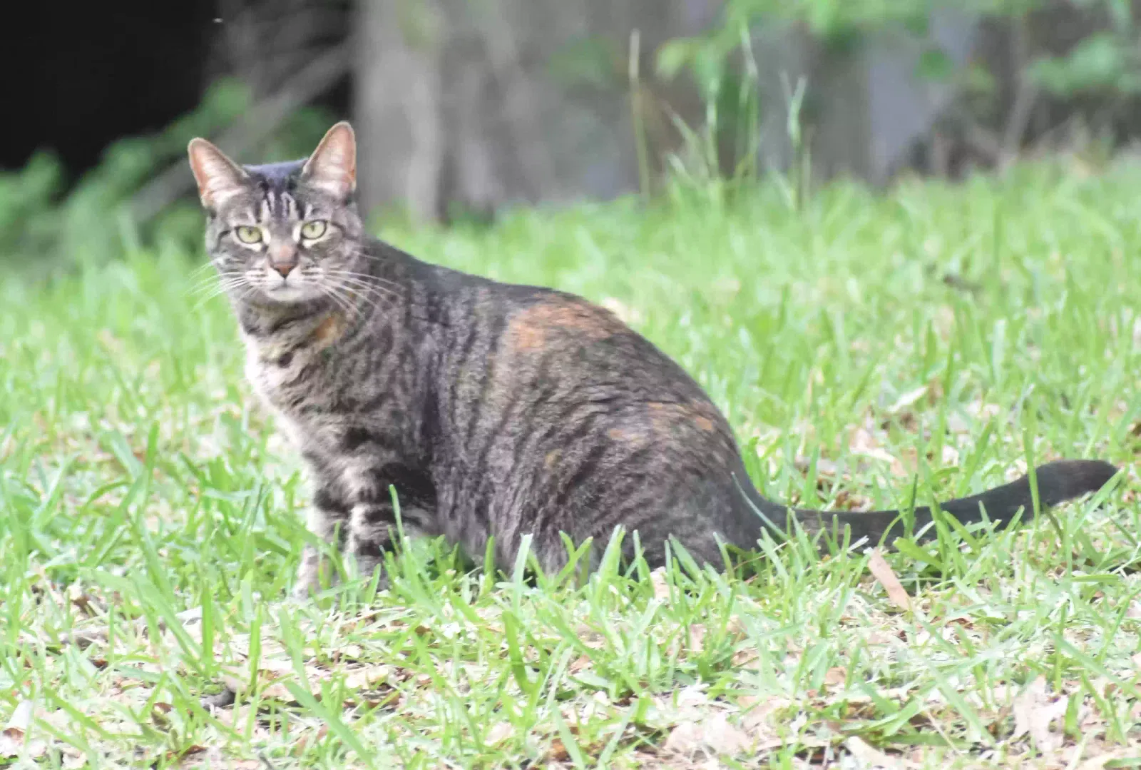 Lost cat in New Braunfels, TX, 78132