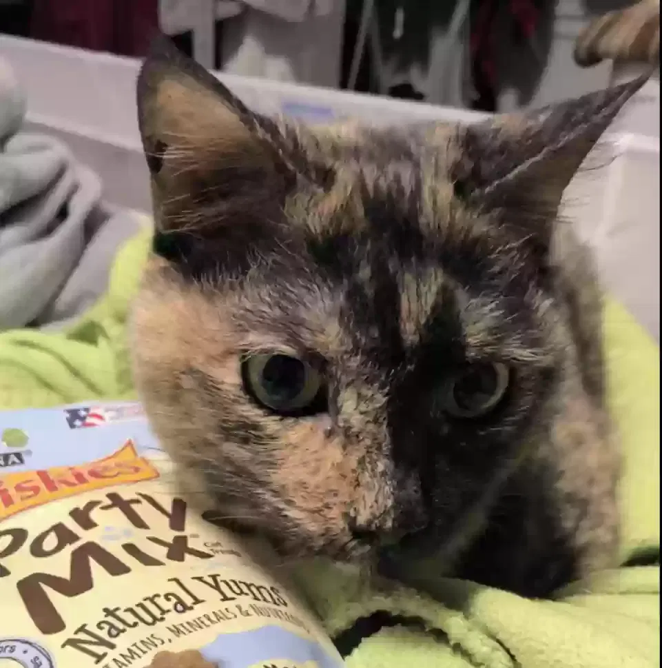Lost cat in Bonita Springs, FL, 34135