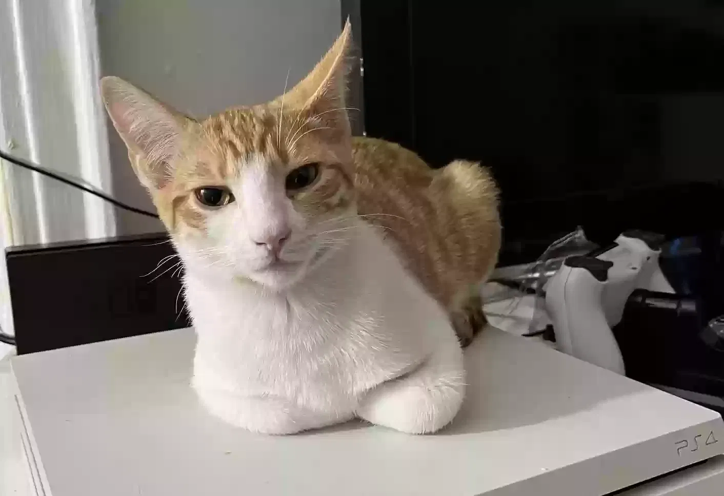 Lost cat in Brooklyn, NY, 11223