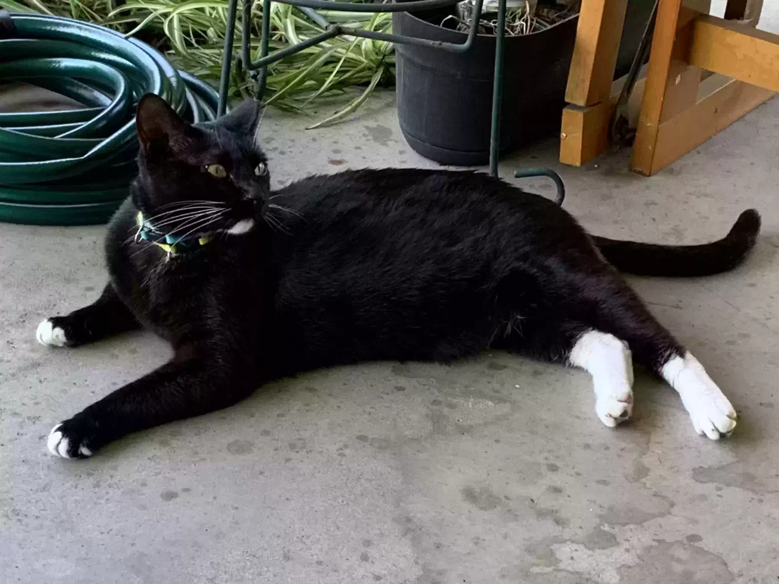 Lost cat in Broussard, LA, 70518