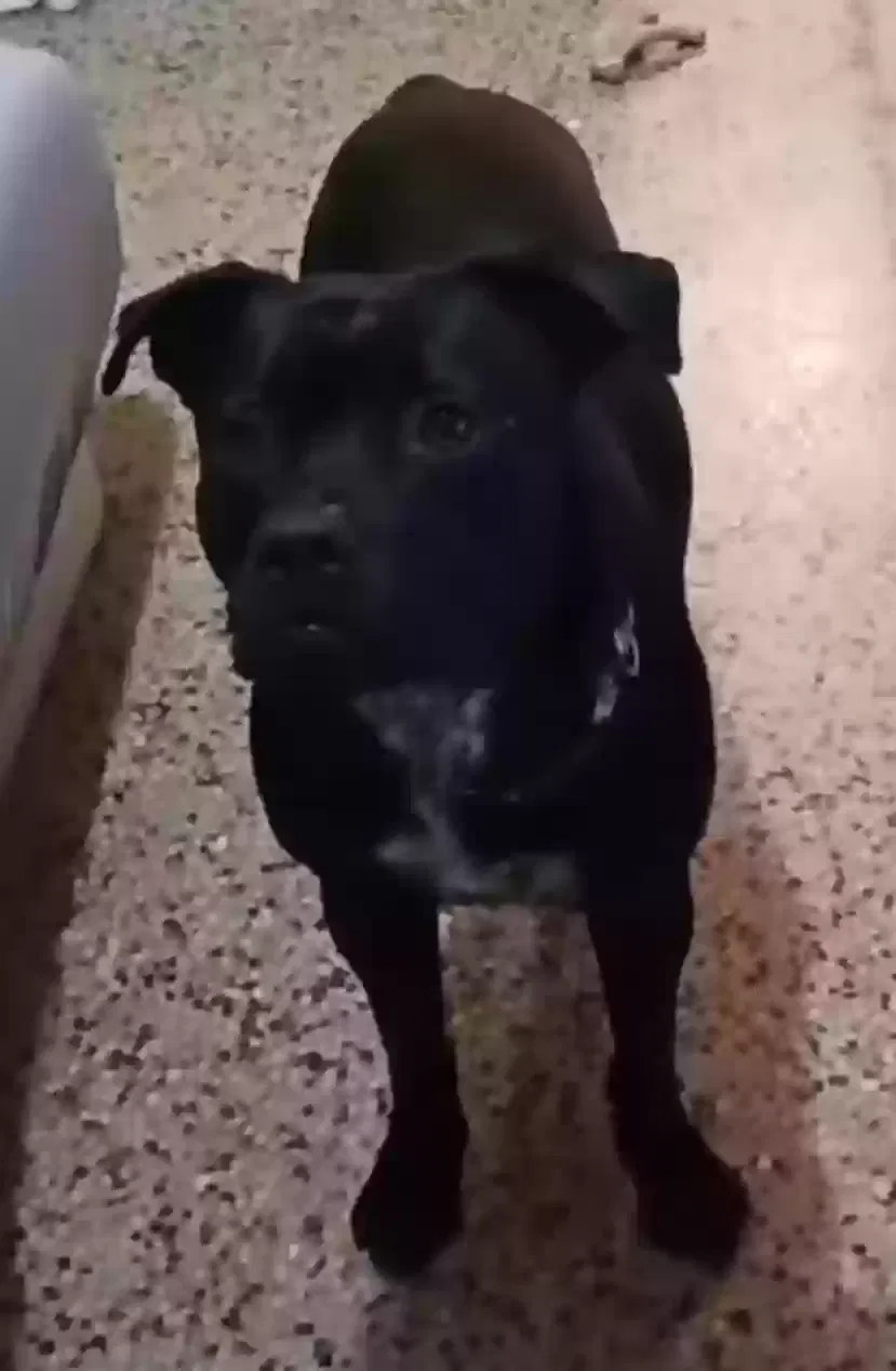 Lost dog in Opa Locka, FL, 33054