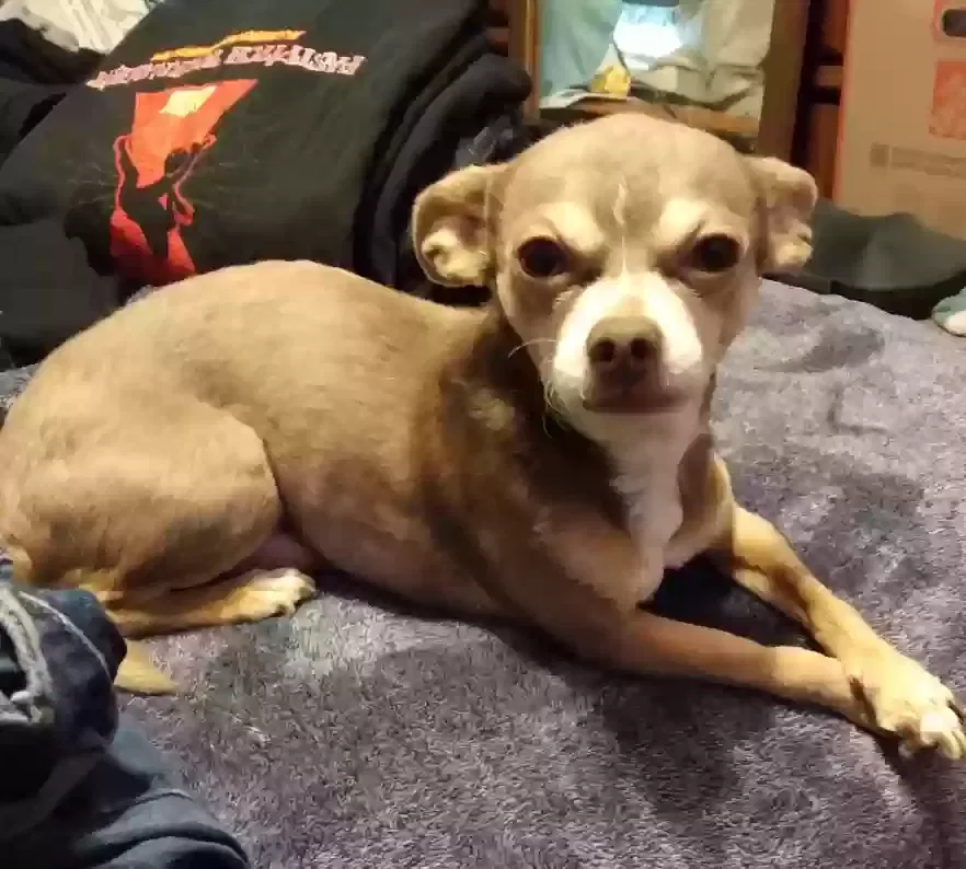 Lost dog in San Leandro, CA, 94578