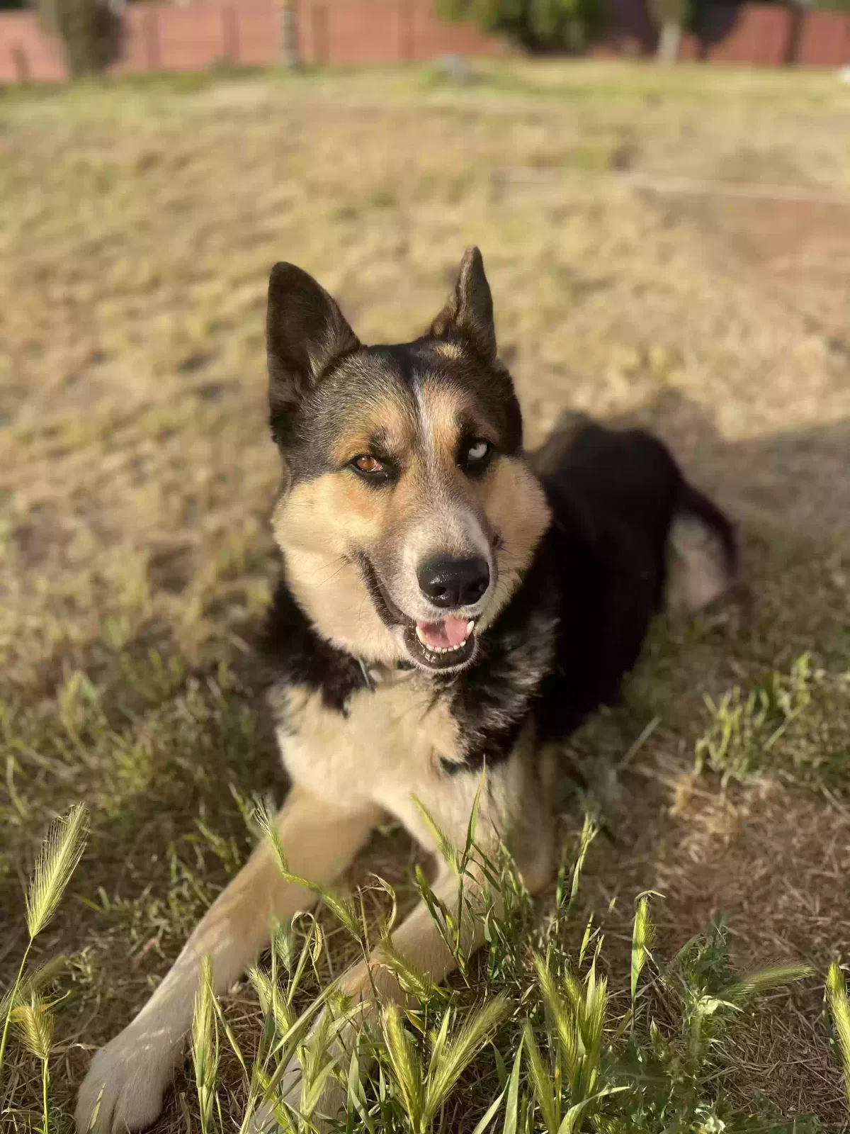 Lost dog in Escondido, CA, 92027