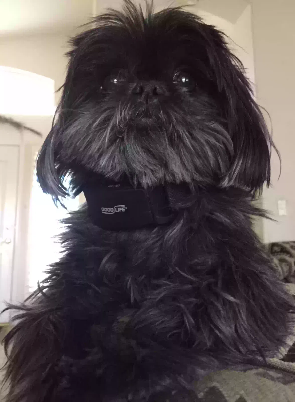 Lost dog in Cave Creek, AZ, 85331