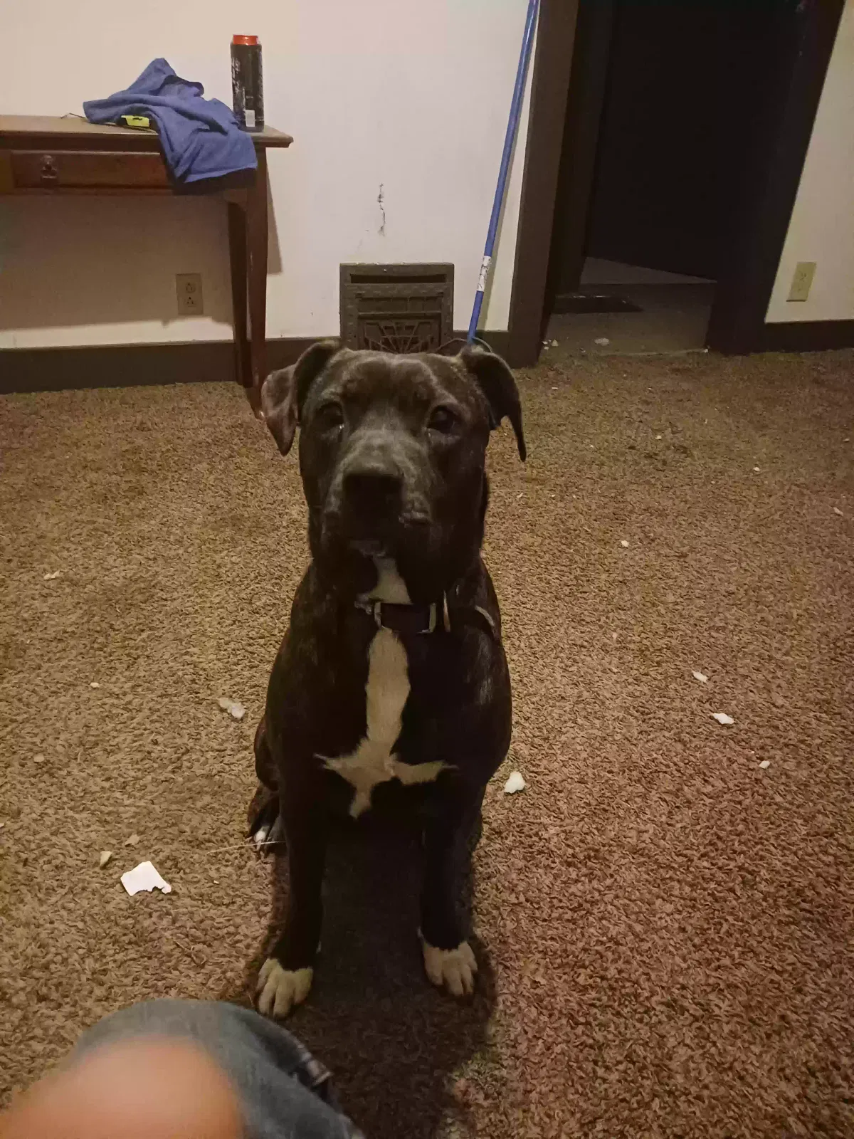 Lost dog in Wichita, KS, 67213