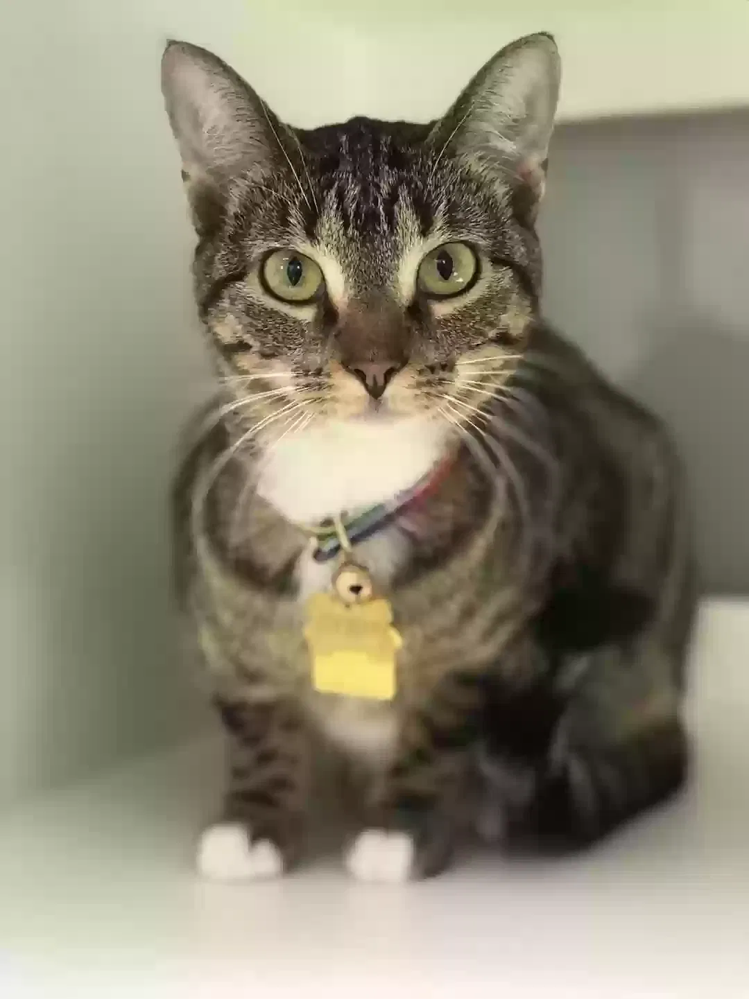 Lost cat in Oklahoma City, OK, 73115