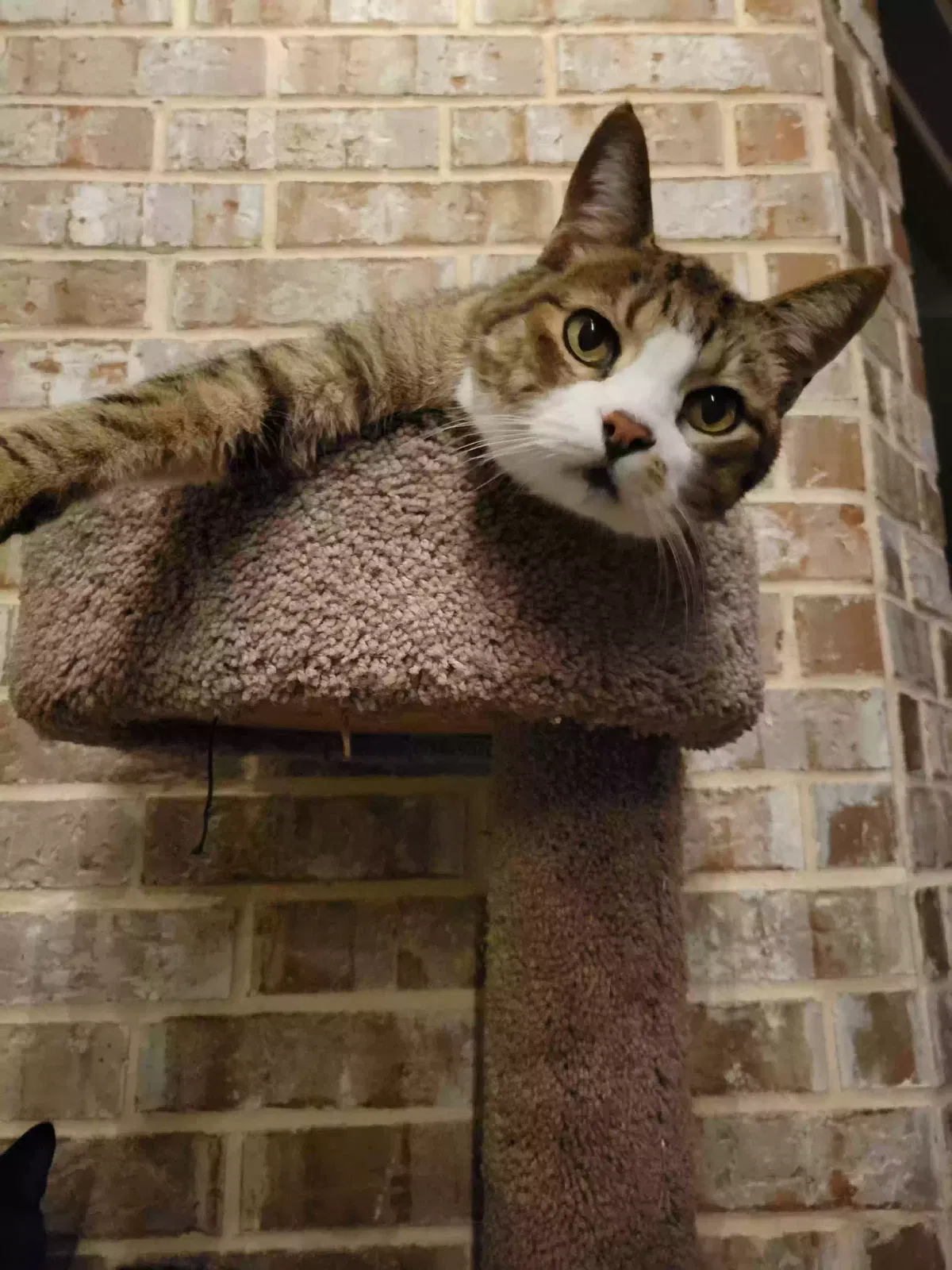 Lost cat in Mansfield, TX, 76063