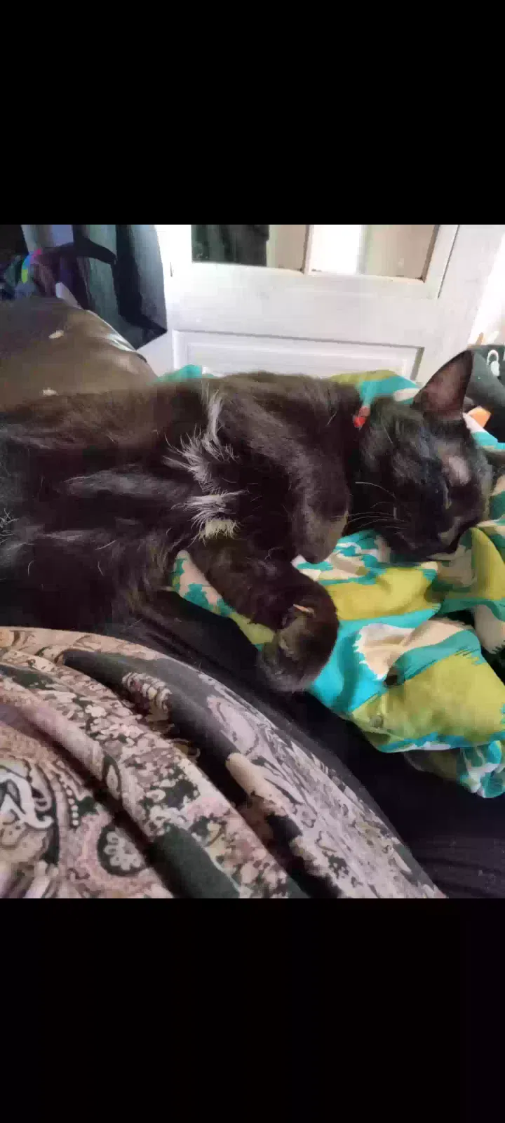 Lost cat in Streator, IL, 61364