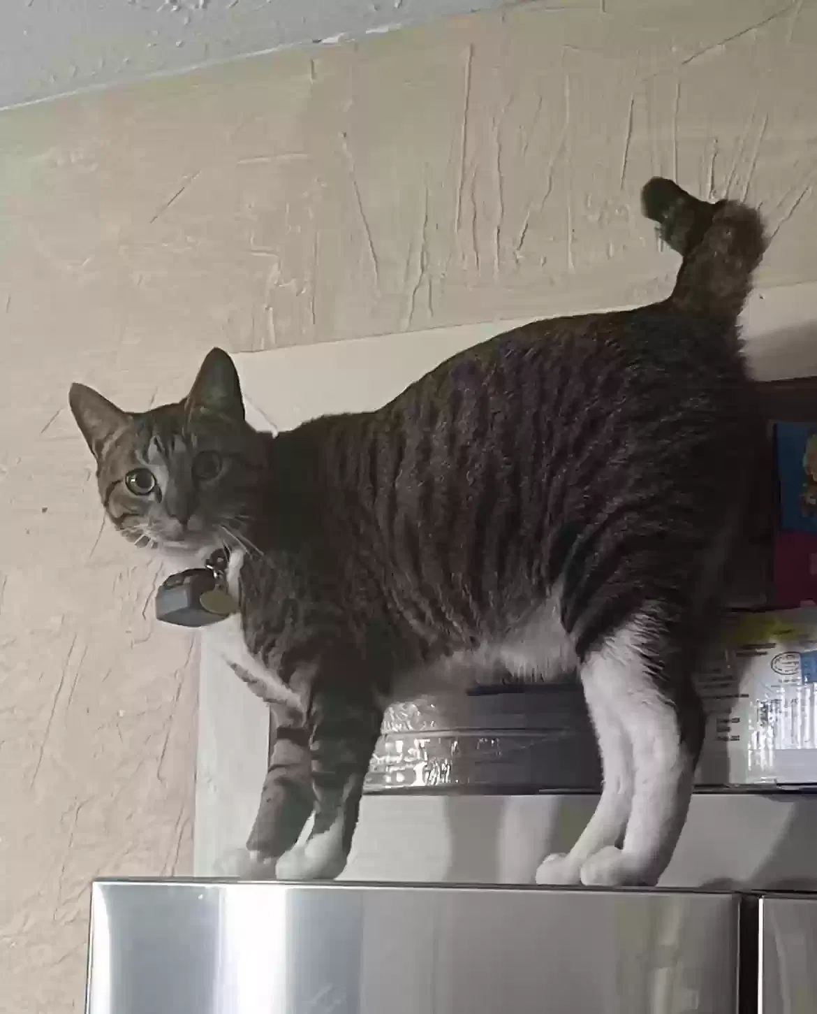 Lost cat in Houston, TX, 77066