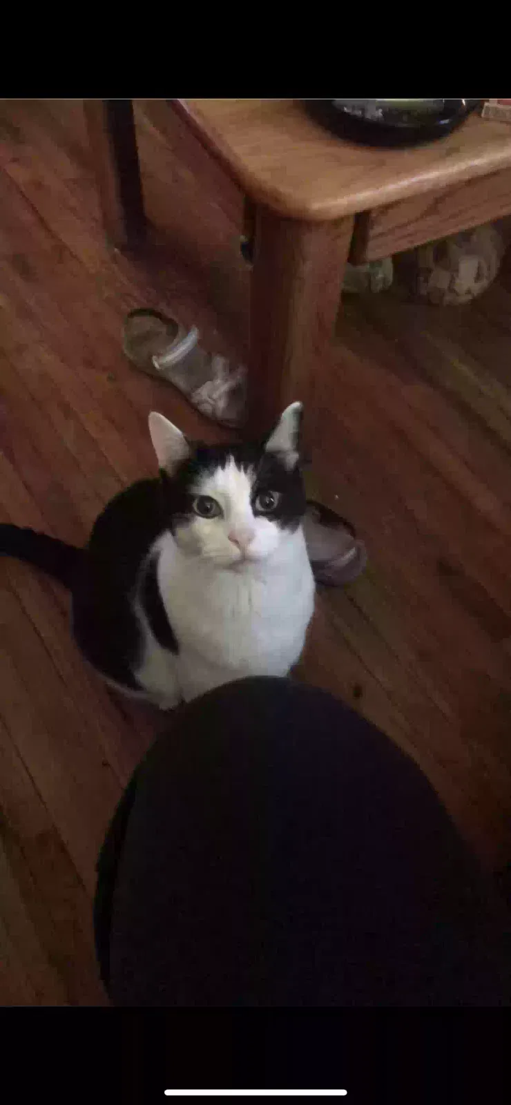 Lost cat in Wichita, KS, 67213