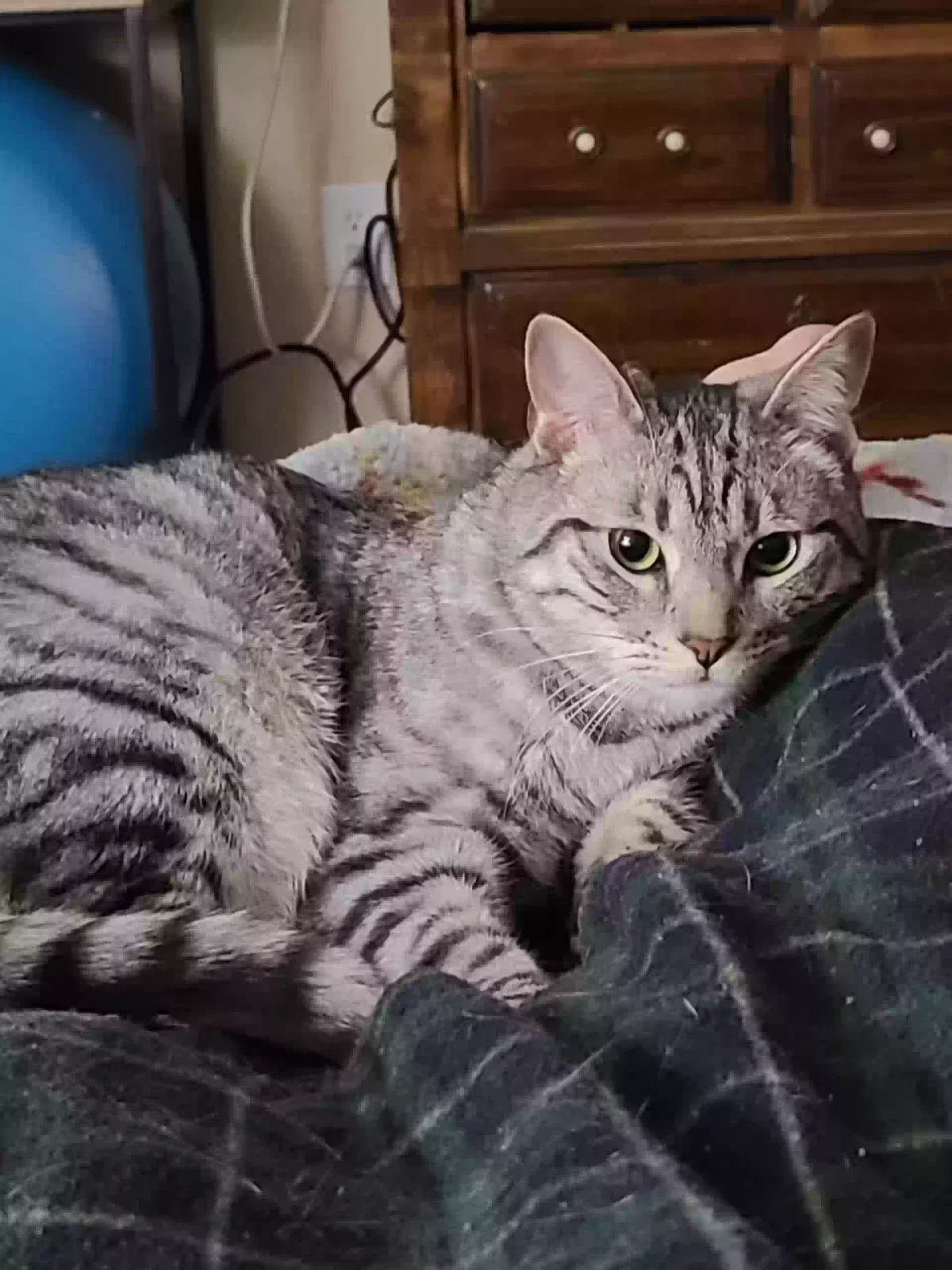 Lost cat in Colorado Springs, CO, 80916