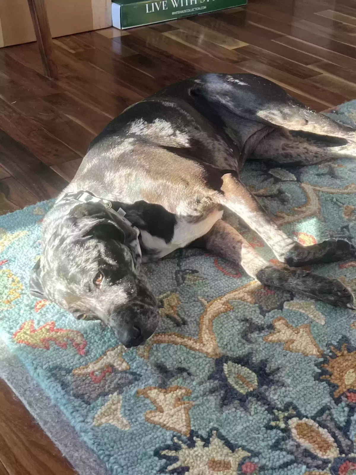 Lost dog in Union, SC, 29379