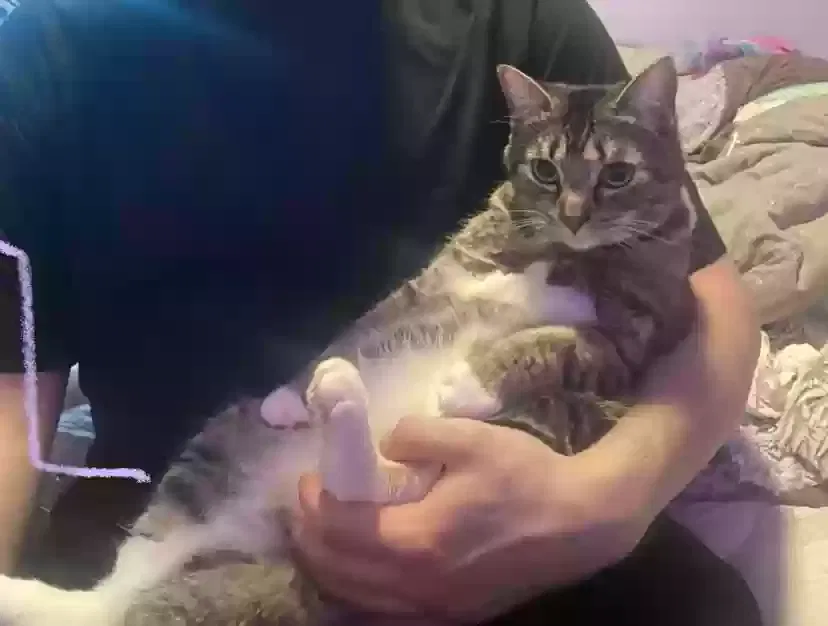 Lost cat in Lake Oswego, OR, 97035