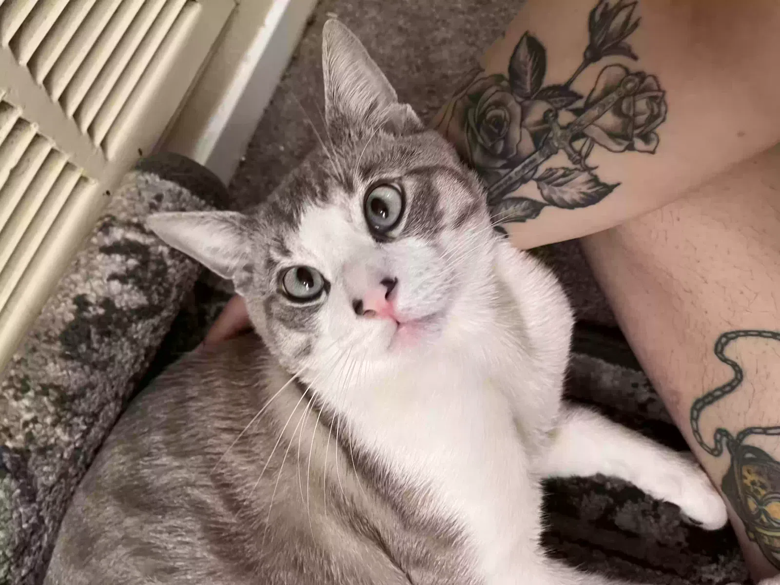 Lost cat in Houston, TX, 77096