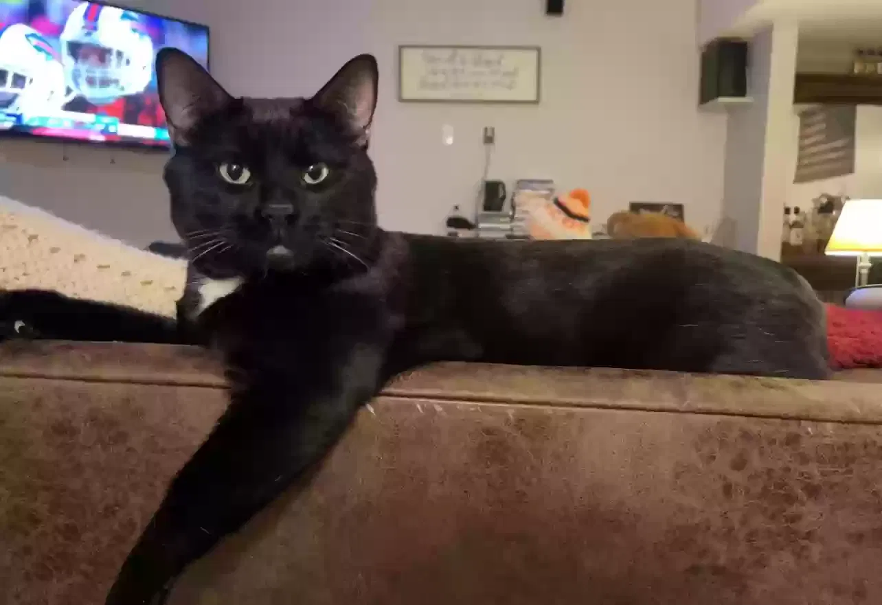 Lost cat in Colorado Springs, CO, 80915