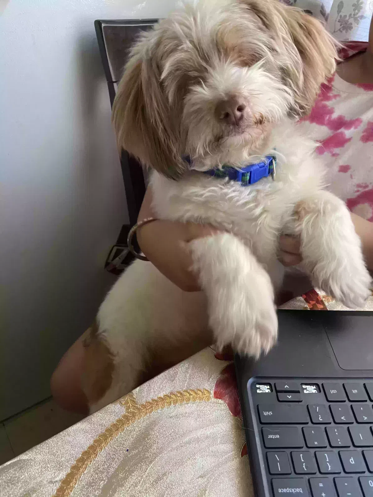 Lost dog in Blanchard, OK, 73010