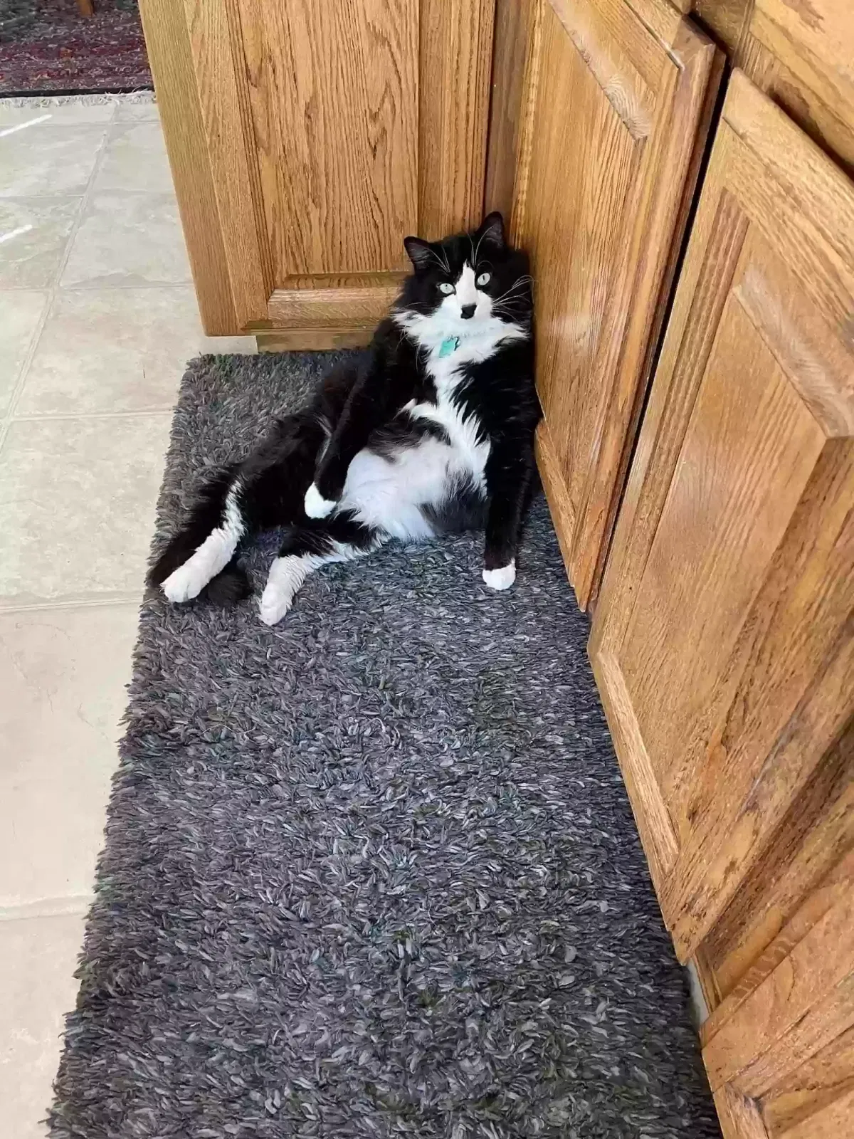 Lost cat in Spokane, WA, 99223