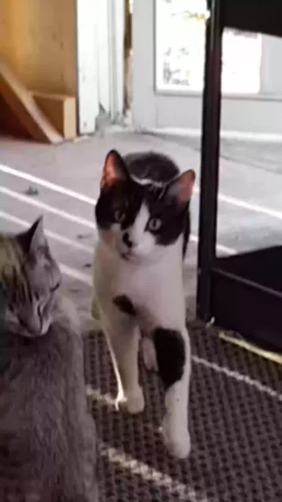 Lost cat in Rossville, GA, 30741