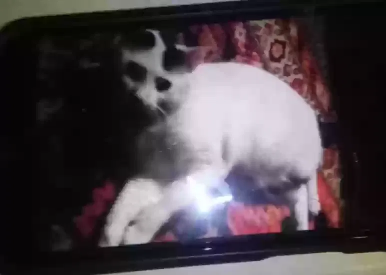 Lost cat in Wichita, KS, 67211
