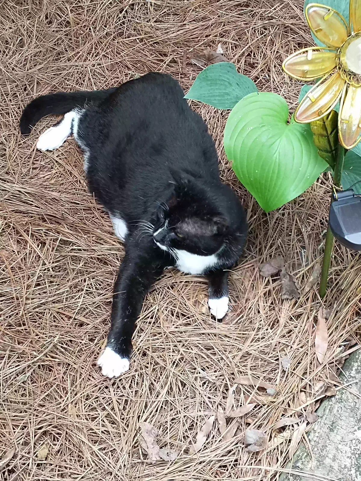 Lost cat in Winston Salem, NC, 27104