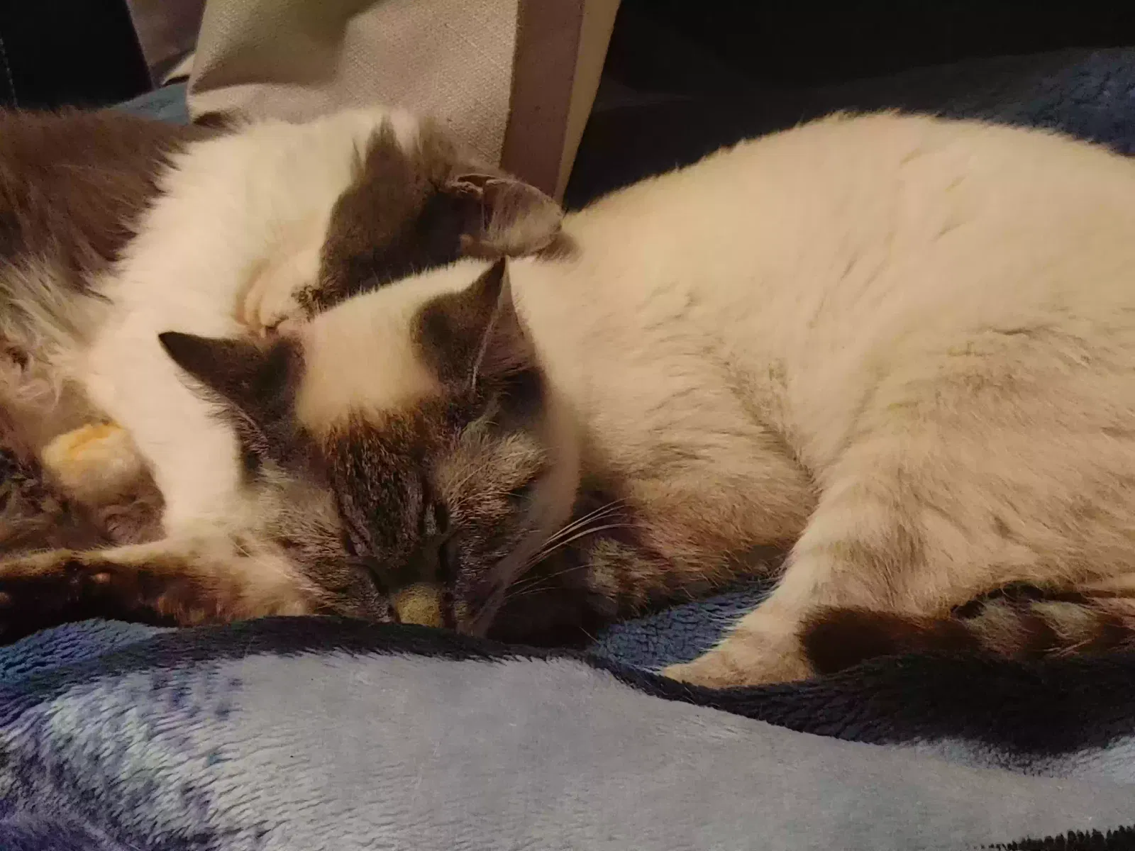 Lost cat in Kelso, WA, 98626