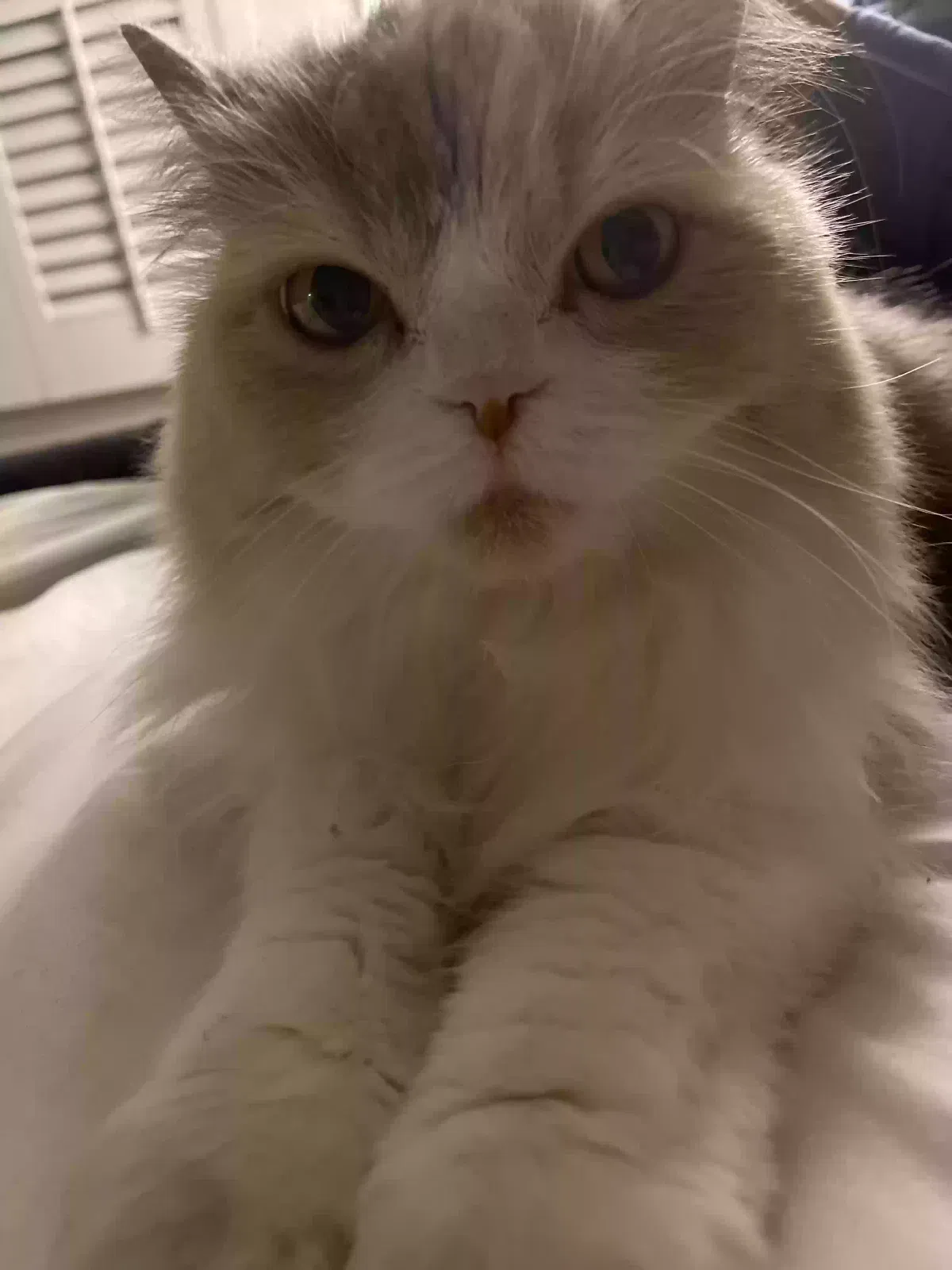 Lost cat in Fullerton, CA, 92833