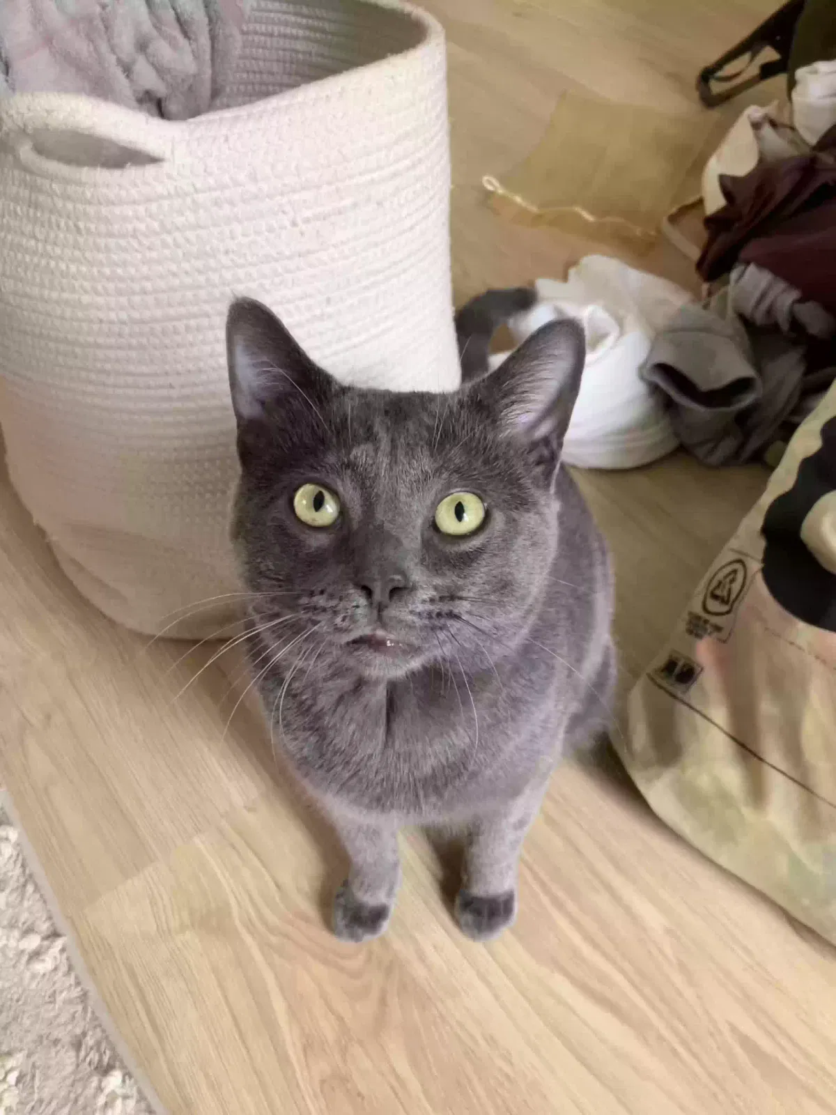 Lost cat in Sevierville, TN, 37876