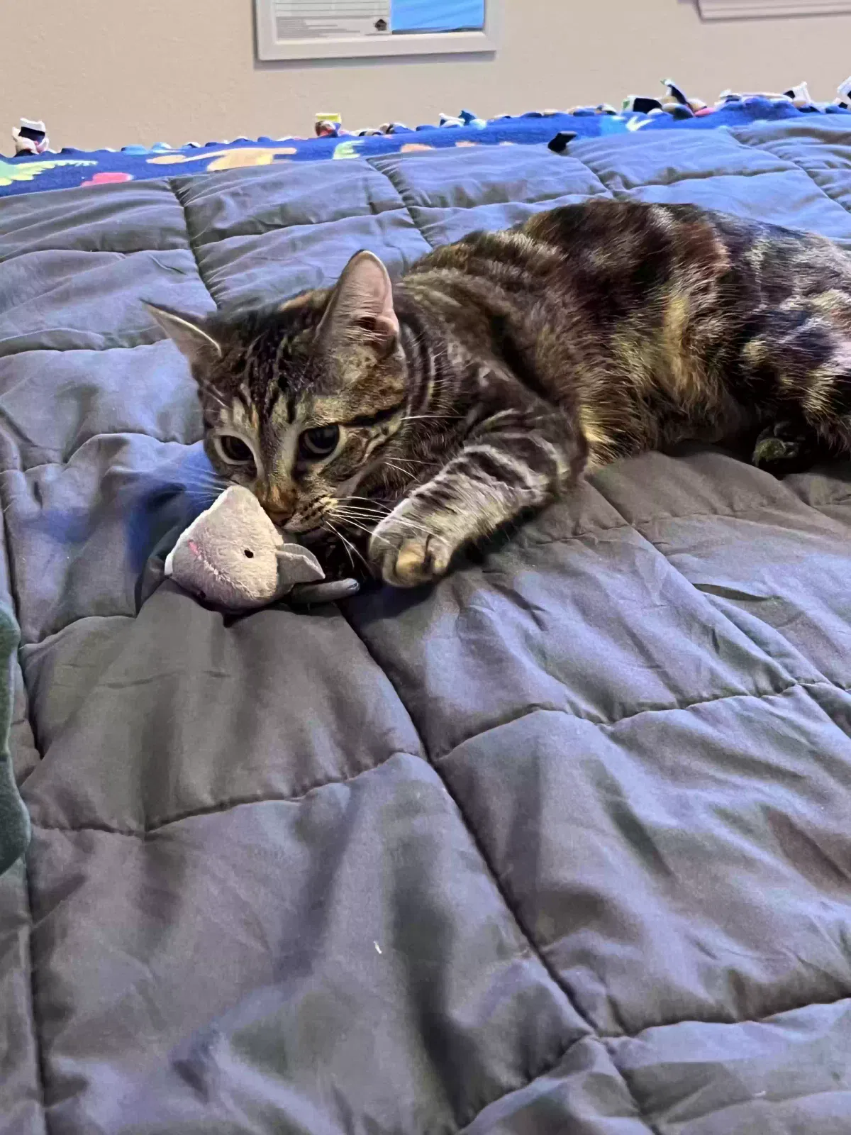 Lost cat in Wichita, KS, 67220