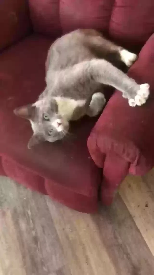 Lost cat in Graham, NC, 27253