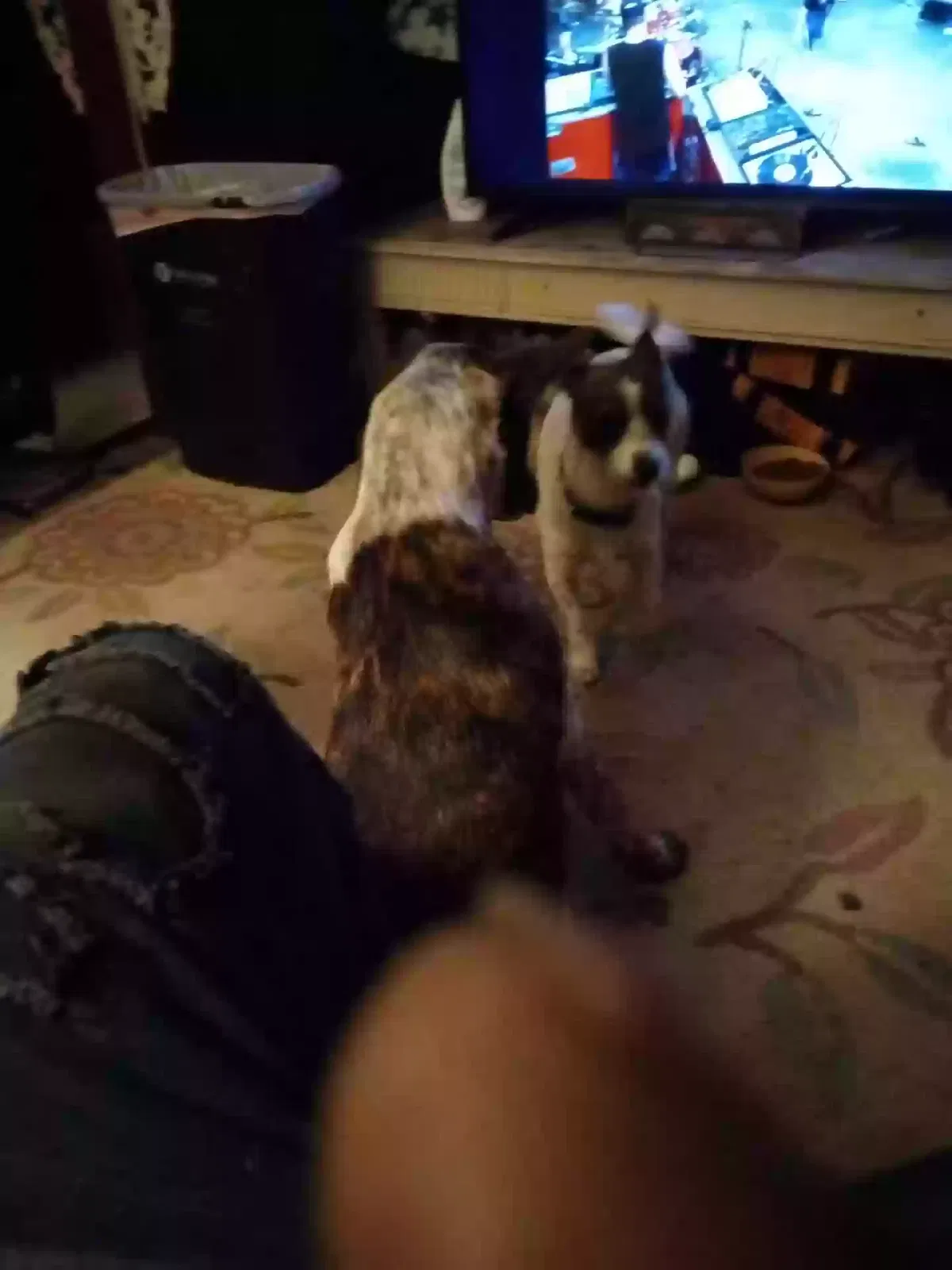 Lost dog in Fort Worth, TX, 76115