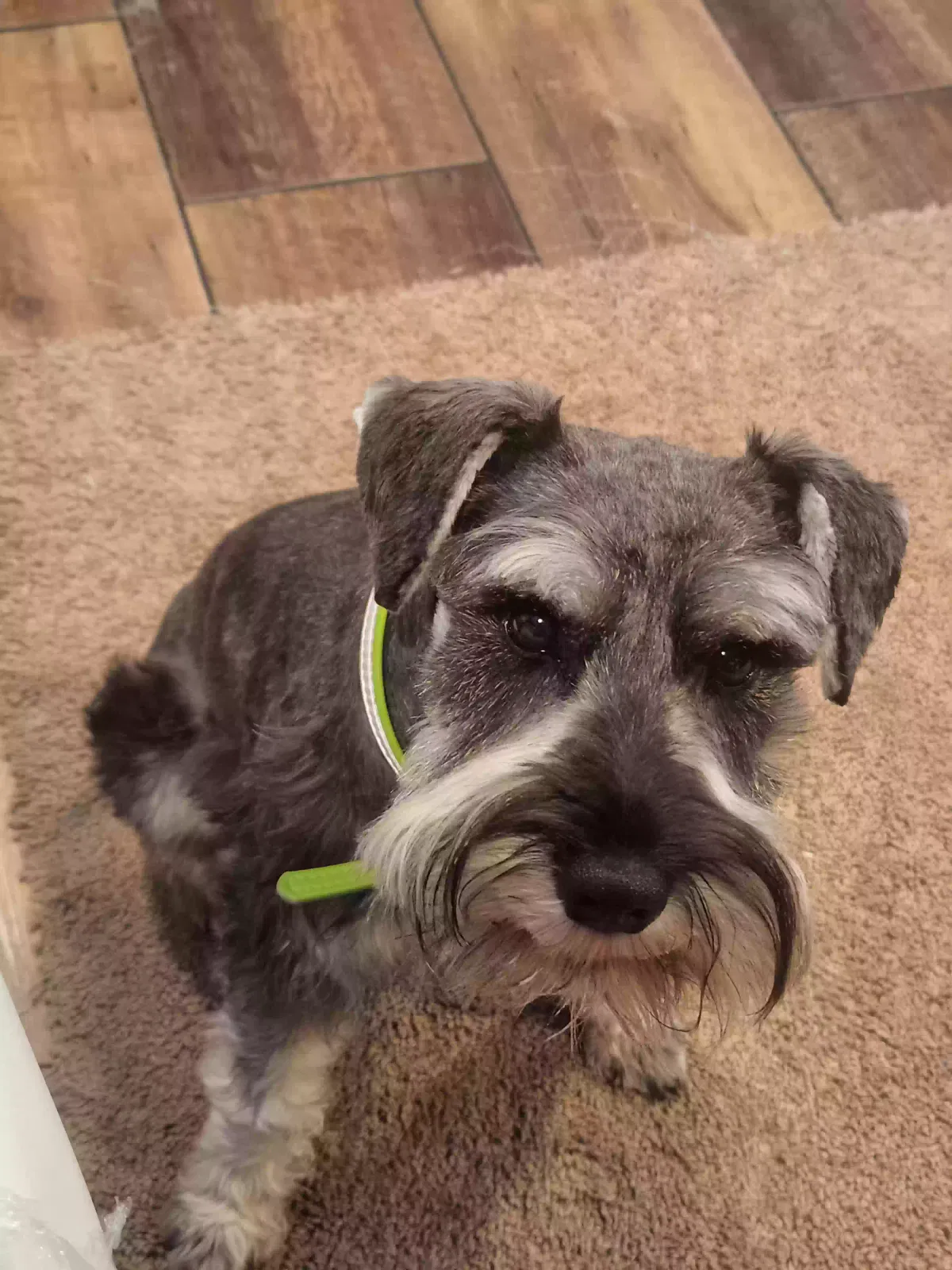 Lost dog in San Antonio, TX, 78254